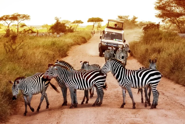 3 Days, 2 Nights Safari To Ngorongoro And Serengeti