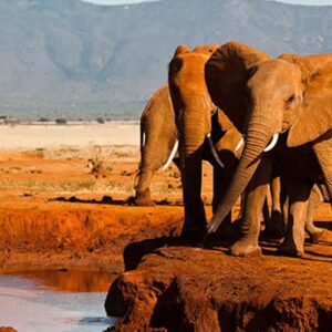 5 days safari to Tsavo East, Tsavo West and Amboseli starting from Mombasa